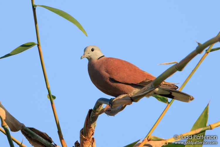Red Collared-Dove, Thailand
